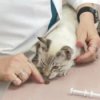 Cat Care - Giving Solid Medication, Veterinarian Giving Pill to Cat