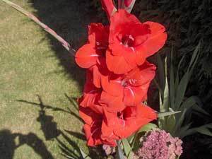 Red Gladiolus