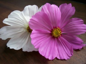 The photo used for this craft.