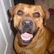 A brown dog looking up at the camera.