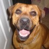 A brown dog looking up at the camera.