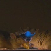 Rodent Control, Rodents at Night