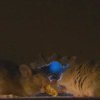 Rodent Control, Rodents at Night