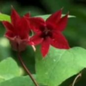 red clematis