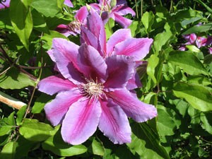 Large_Clematis