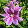 Large_Clematis