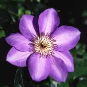 Purple Clematis