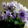 African Violets