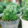 Plant wedding favors.