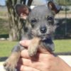 Mighty Molly (Schnauzer/Chihuahua Mix)
