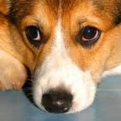 Leaving Your Pet When You Go Away, Lonley Dog