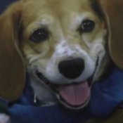 Photograph Your Pet, Dog Being Photographed