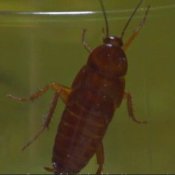 Integrated Pest Management - Types of Pests, Cockroach on Glass