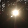 Scenery: Morning Sun, the sun peeking through the trees.