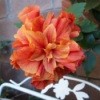 The Path Garden (Jan. 2012), a orange red hibiscus.