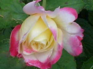 Garden: Pink Tipped Rose (Pennsylvania), a opening yellow rosebud with bright pink on the tips.
