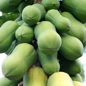 Papayas growing on a tree