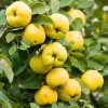 Quince growing in a tree