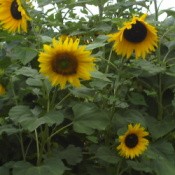 Budget Friendly Bird Feeding Tips, plant sunflowers for the birds.