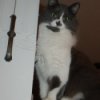 Pita (Longhair Cat), a grey and white cat on a couch.