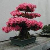 Bonsai3