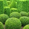 Pruned Round Shrubs