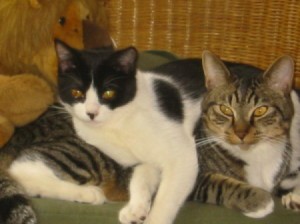 Tips To Calm Pets When Moving