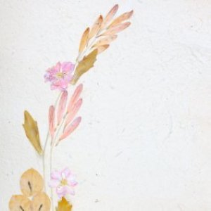 Plantable paper and pressed flowers.