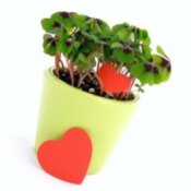 Potted four leaf clover with red hearts.