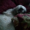 Taylor (ShihTzu), a small white dog on a couch.