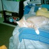Chance (Japanese Shorttail/Manx Mix), an orange cat sitting on a couch.