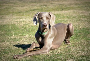 Roxie (Weimaraner) sitting on grass.