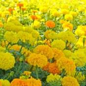 Yellow and orange marigolds