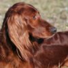 Keeping Your Dog's Coat Shiny, Irish Setter with a shiny coat.