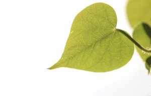 Green Valentine's Day Ideas, heart shaped leaf