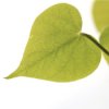 Green Valentine's Day Ideas, heart shaped leaf