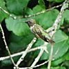 Close Up of Hummingbird