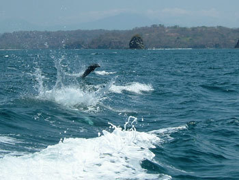 Jumping Dolphin
