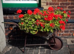 Old wheelbarrow full of red geraniums.