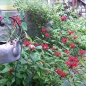 Creative Planters For Garden Focal Points, such as a metal tea kettle