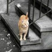 A cat that looks like it has been left behind after a disaster.