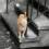 A cat that looks like it has been left behind after a disaster.