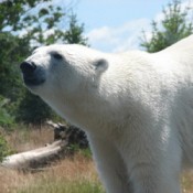 Polar bear at the Columbus Zoo in Ohio.