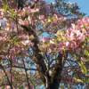 Pink Dogwood (Elkin, NC) blooming in the spring.
