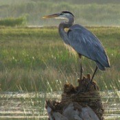 Blue Heron