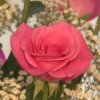 How to Care for Valentine's Day Flowers