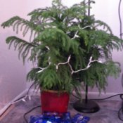 Norfolk pine when healthy.