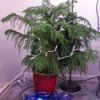 Norfolk pine when healthy.