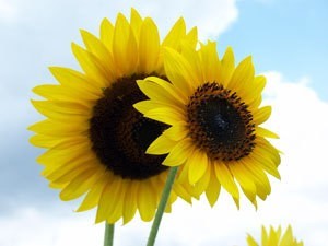 Two sunflowers against a blue sky.