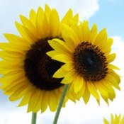 Two sunflowers against a blue sky.